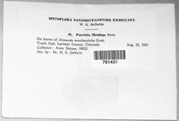 Puccinia menthae image